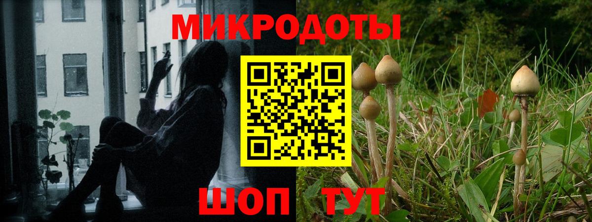 Галлюциногенные грибы Psilocybe Барнаул